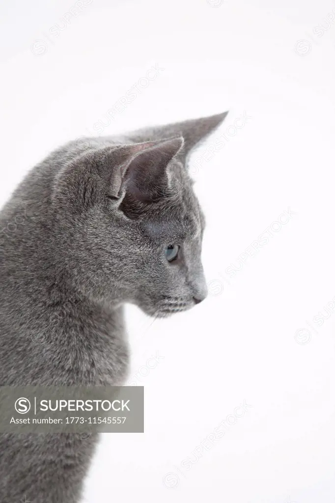 Side view of Russian Blue cat