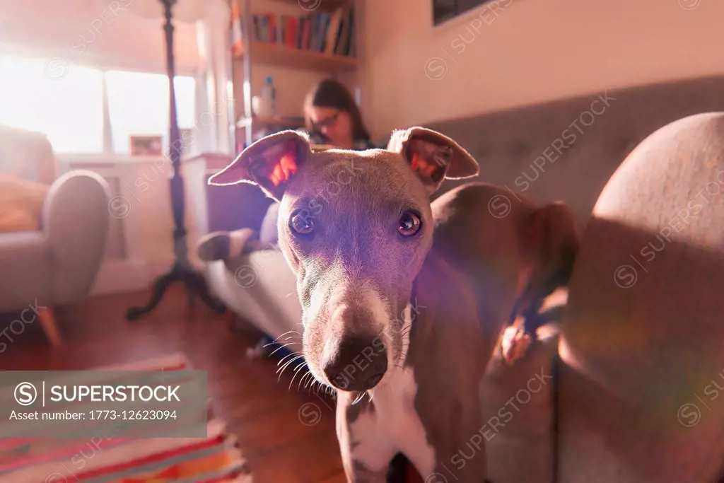 Portrait of dog in front of owner in sitting room