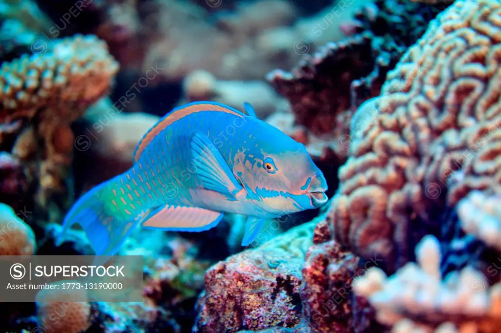 Underwater view of chlorurus frontalis (reefcrest parrotfish) at Palmerston Atoll, Cook Islands