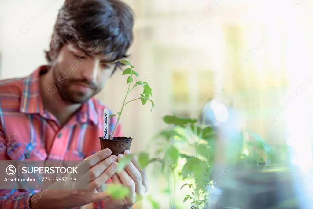 Gardener growing tomato seedlings indoors for organic vegetable garden