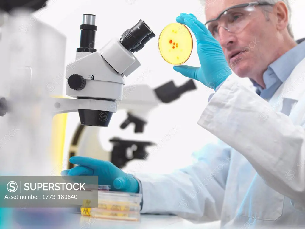 Scientist examining petri dish in lab