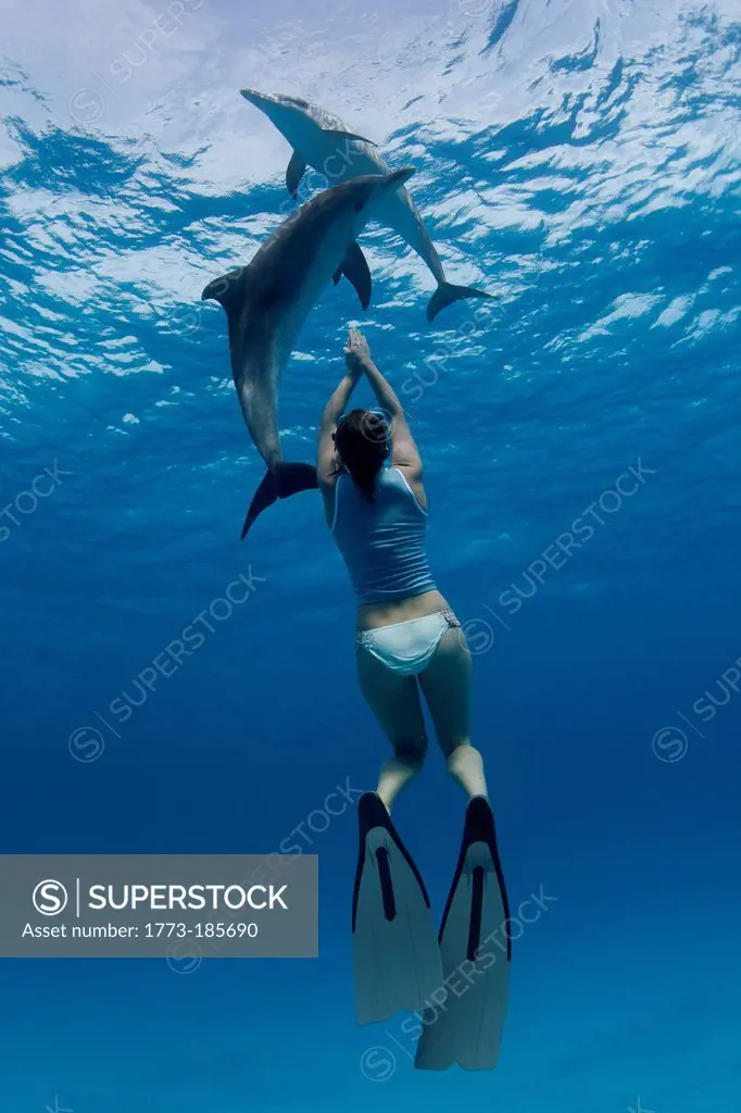 Snorkeler swimming with dolphins