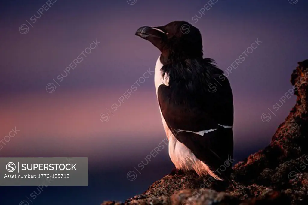 Guillemot bird roosting on cliff