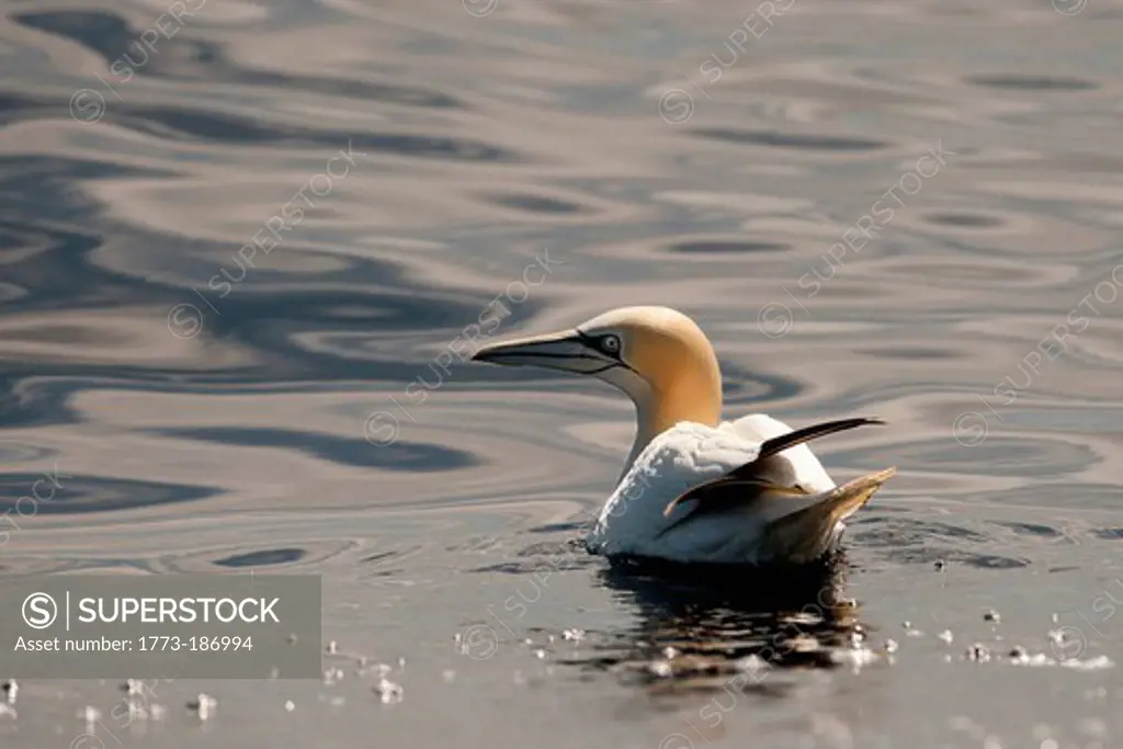 Gannet bird floating in water