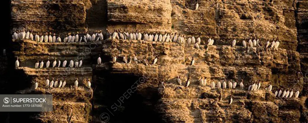 Guillemot birds roosting on cliff