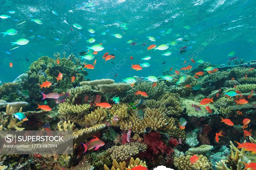 Colorful fish swimming in coral reef