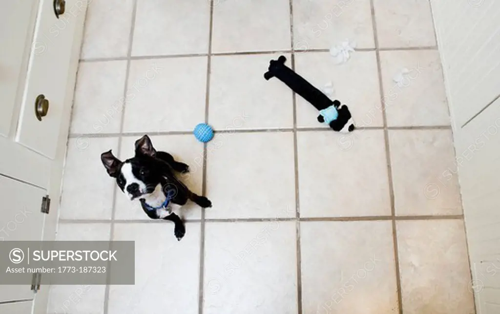 Dog with toys on kitchen floor