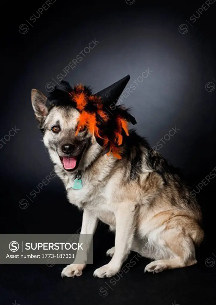 Dog wearing Halloween costume