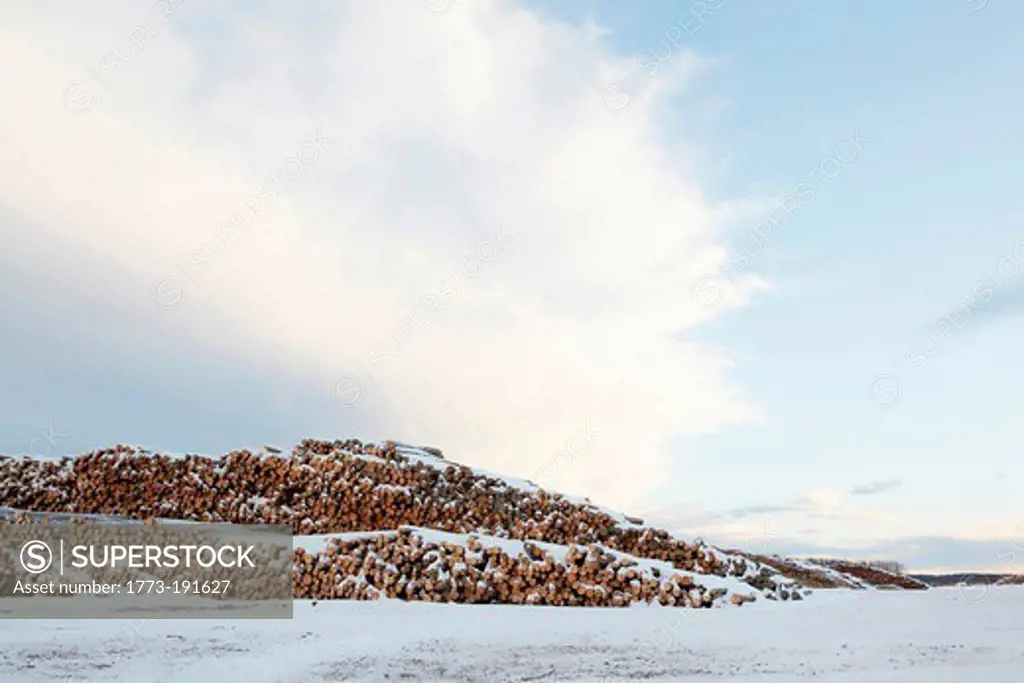 Piles of logs in winter