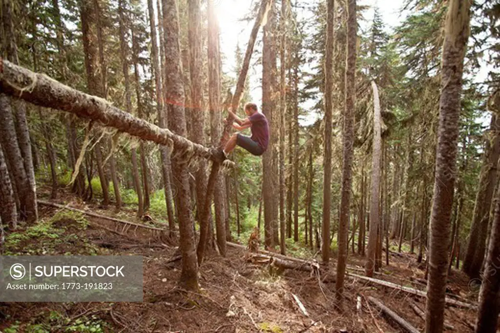 Man climbing a tree, Garibaldi Provincial Park, British Columbia, Canada