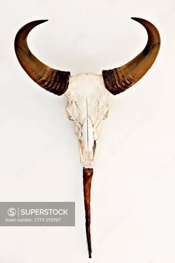 Trophy of buffalo skull, Ho Chi Minh City, Vietnam