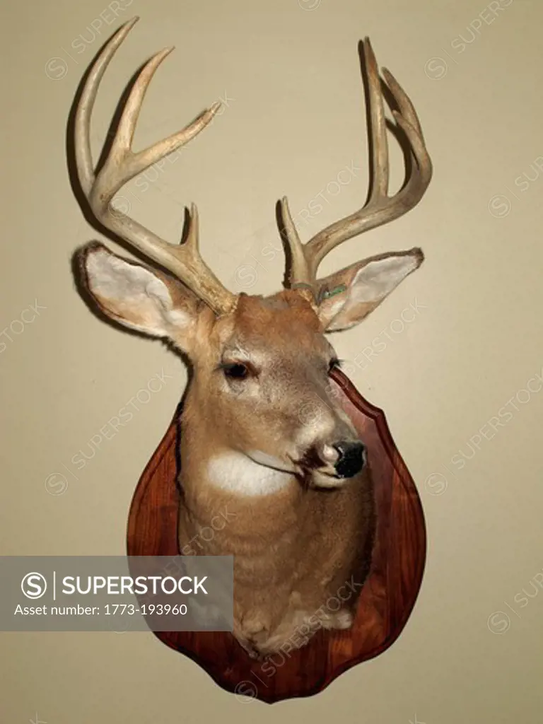 Deer head trophy on wall