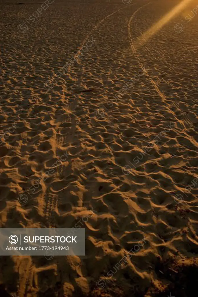 Tyre tracks on sandy beach