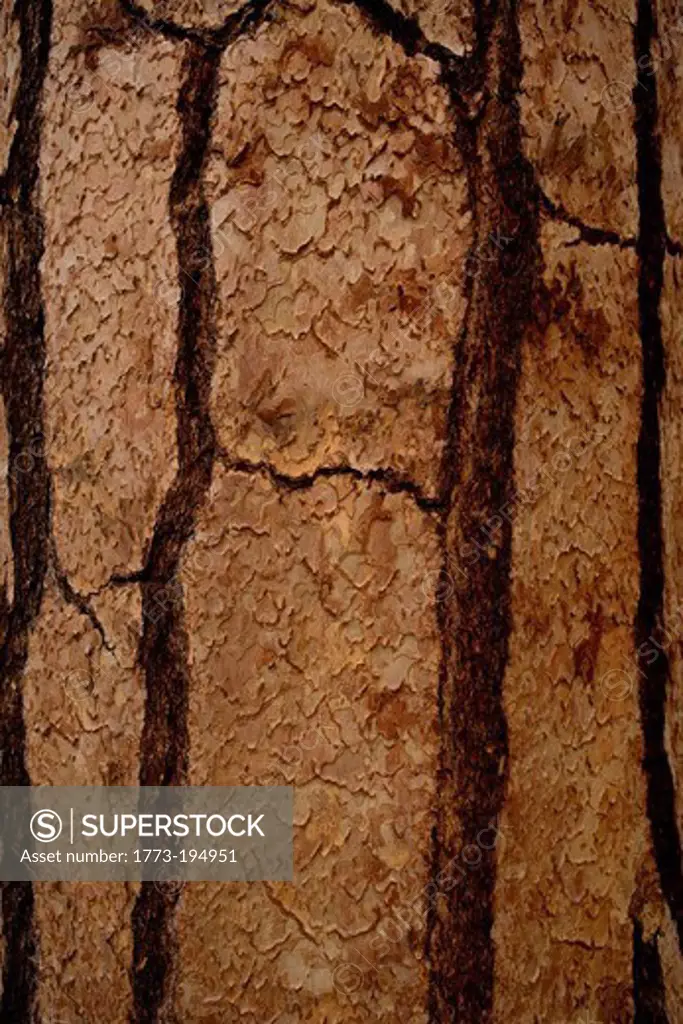 Tree bark, full frame