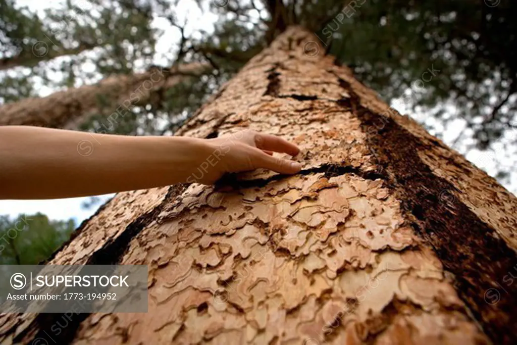 Woman touching tree bark