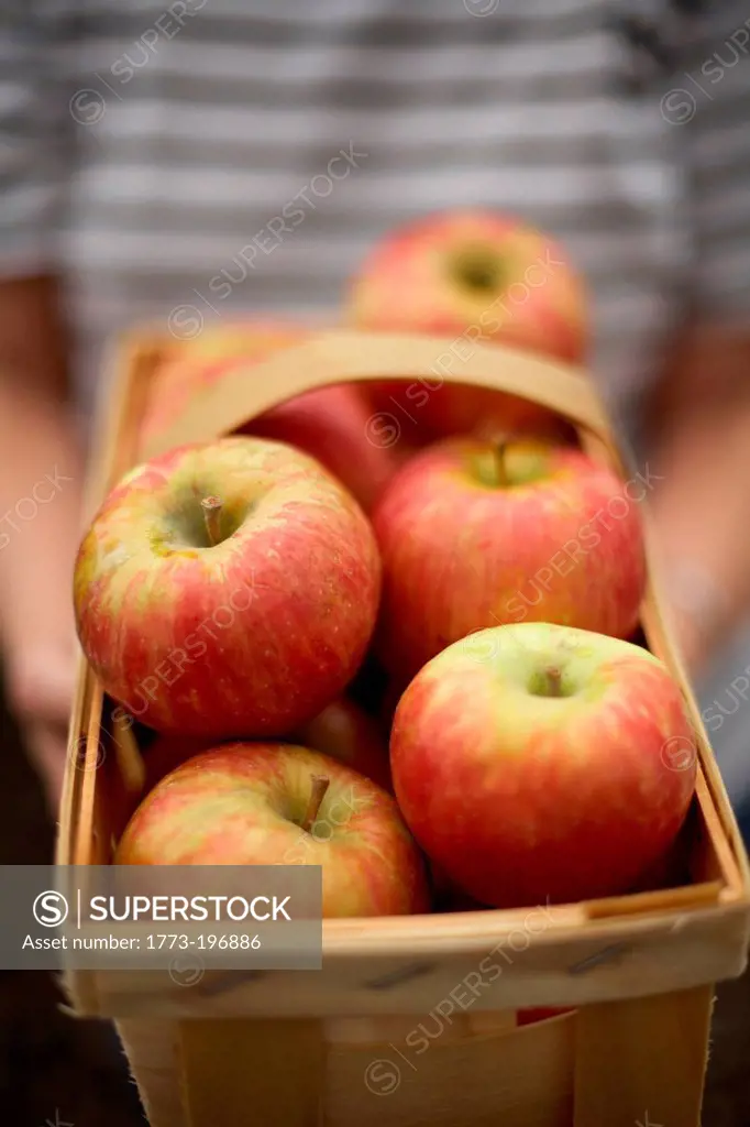Person holding basket of apples