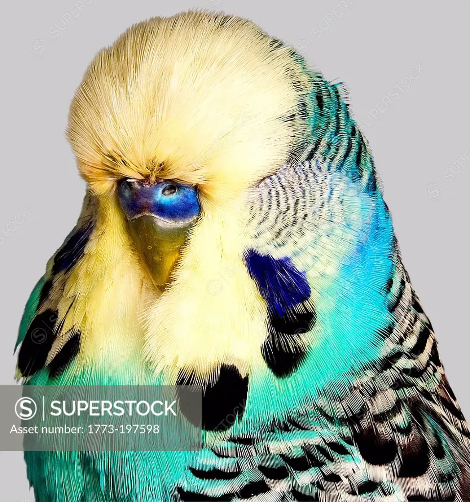 Budgerigar with yellow and blue feathers