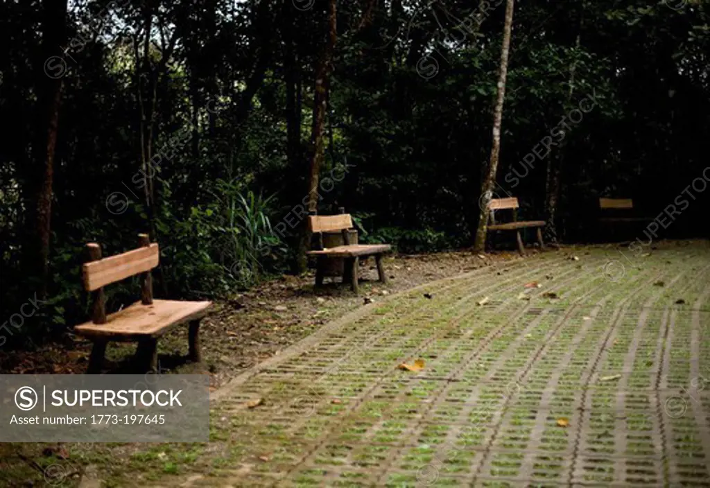 Benches in forest, Mt Kinabalu, Malaysia