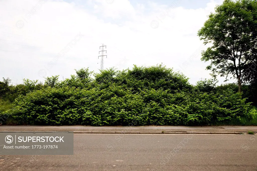Hedge and road