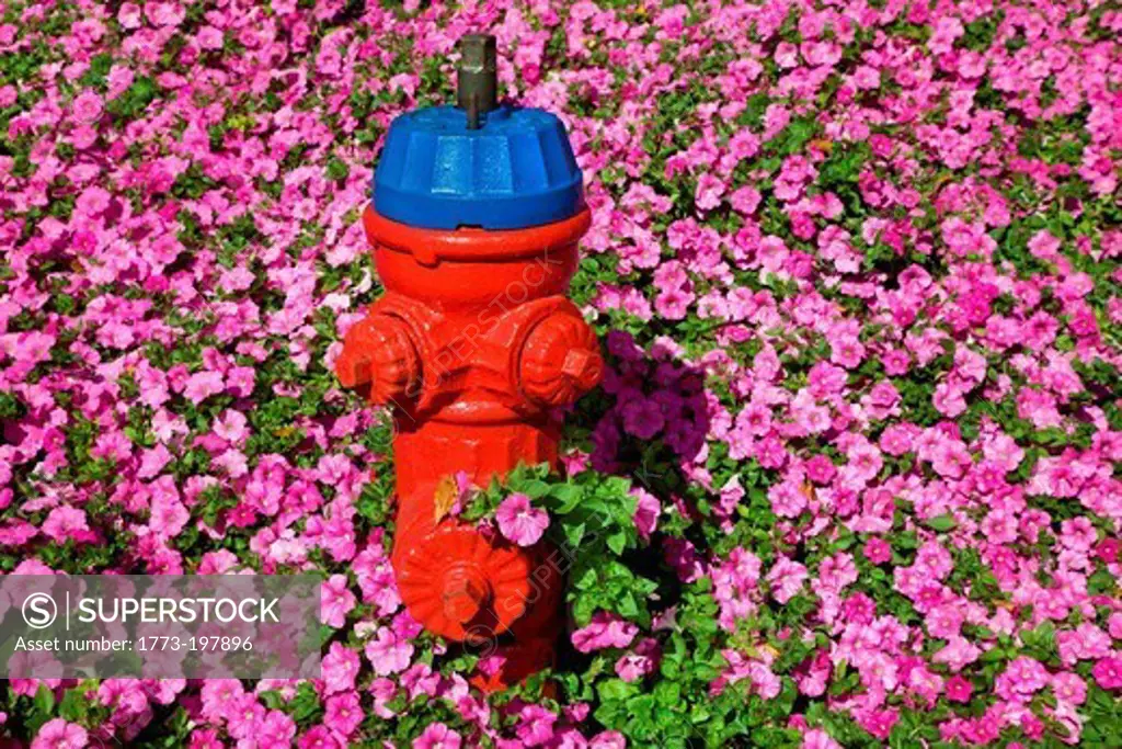Fire hydrant and pink flowers