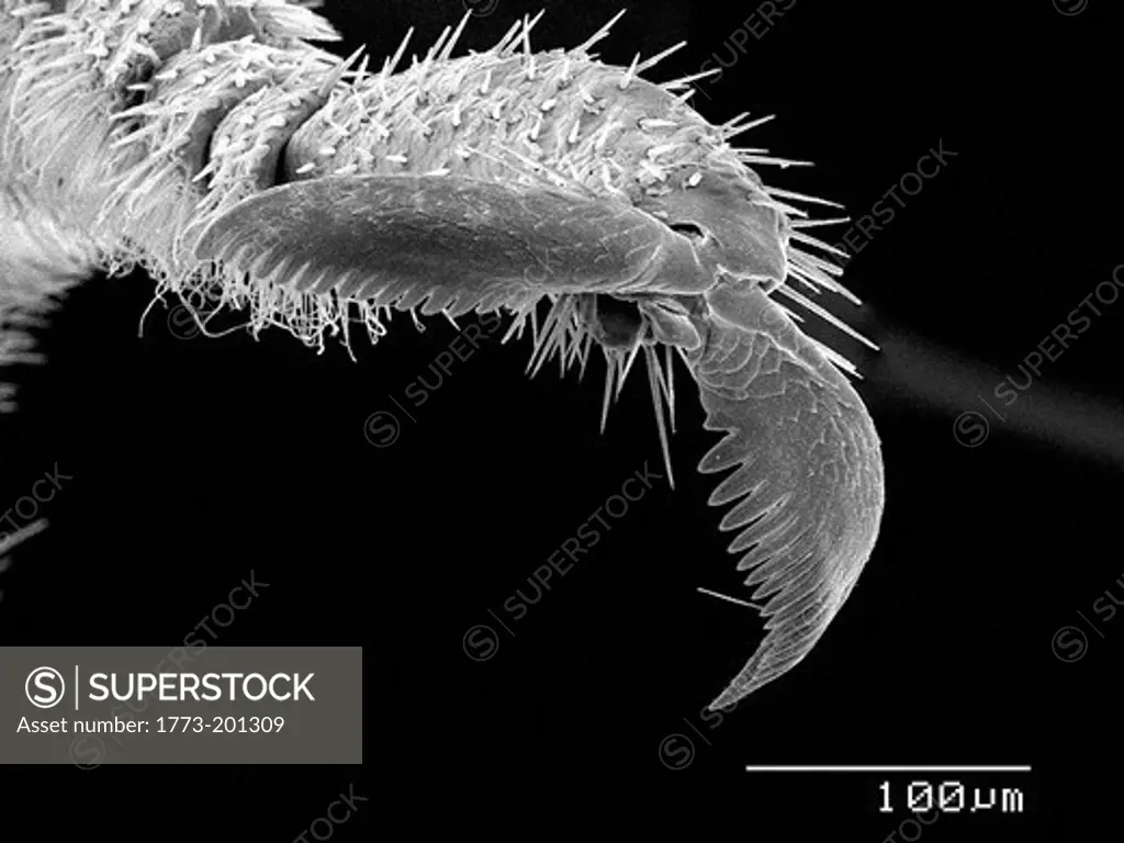 Glow worm beetle (Phengodidae) SEM