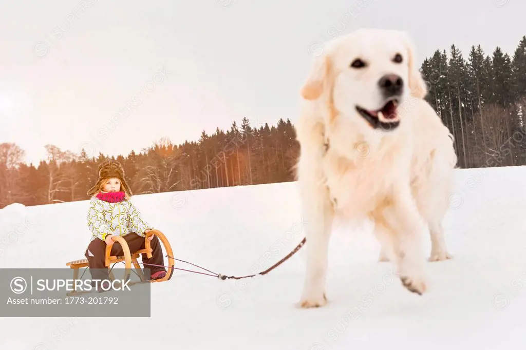 Labrador pulling girl through snow on toboggan