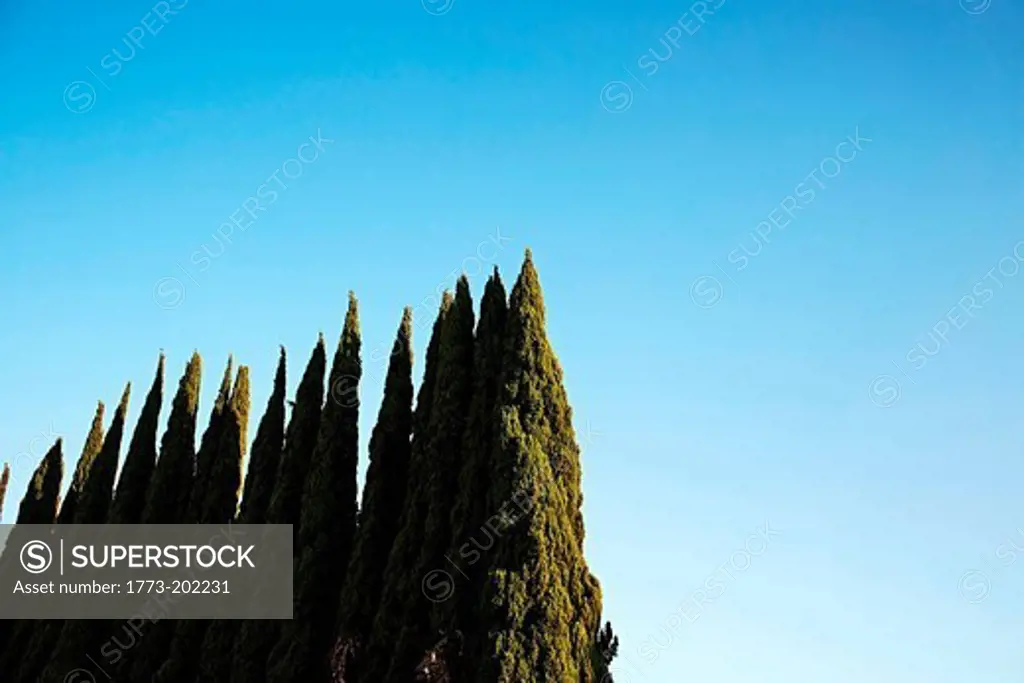 Tall green trees in a row against clear blue sky