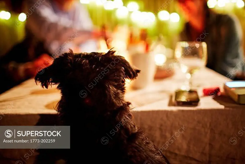 Dog peering over table