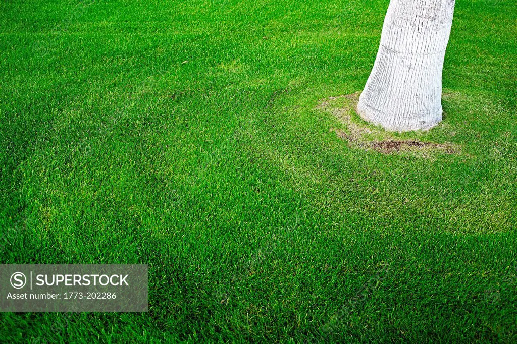 Base of tree and green grass