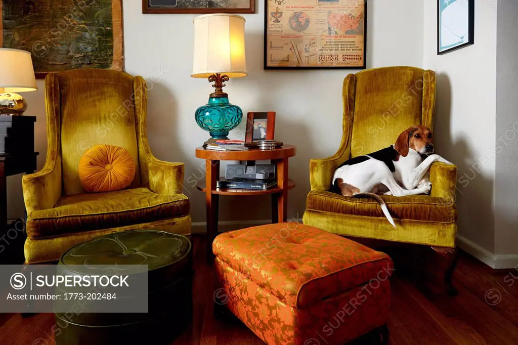 Pet dog relaxing in armchair in living room