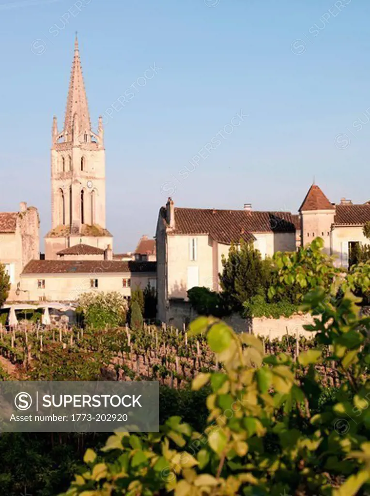 A vineyard overlooking the church and town of Saint Emilion, France