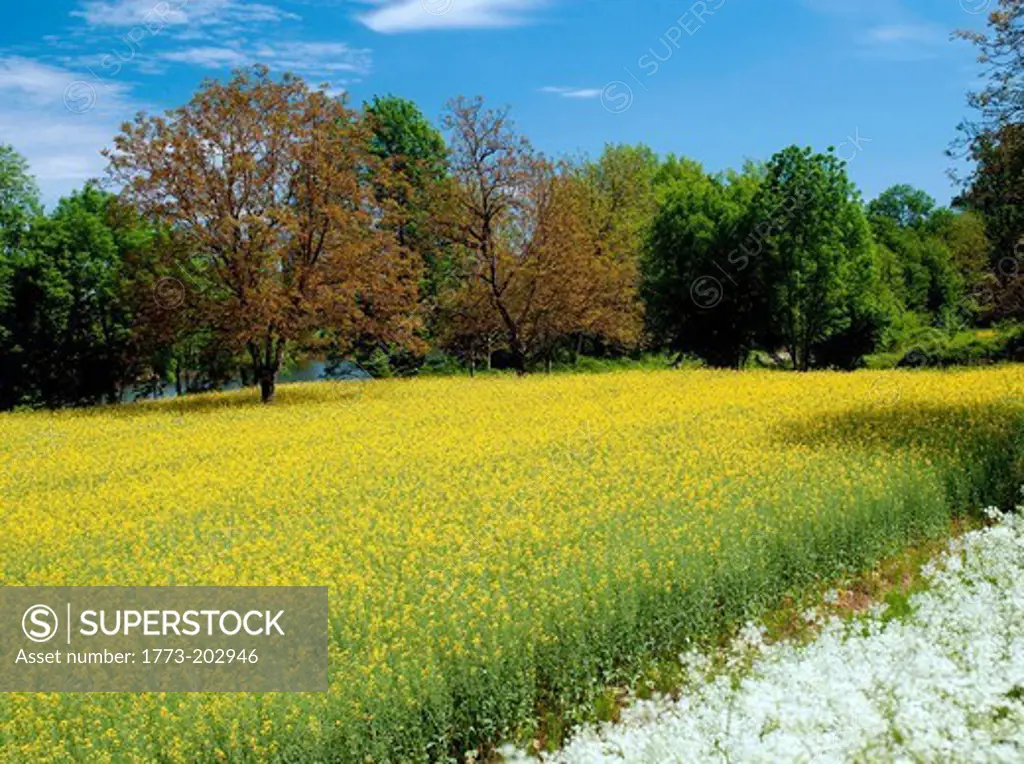 Countryside in the Dordogne region of France