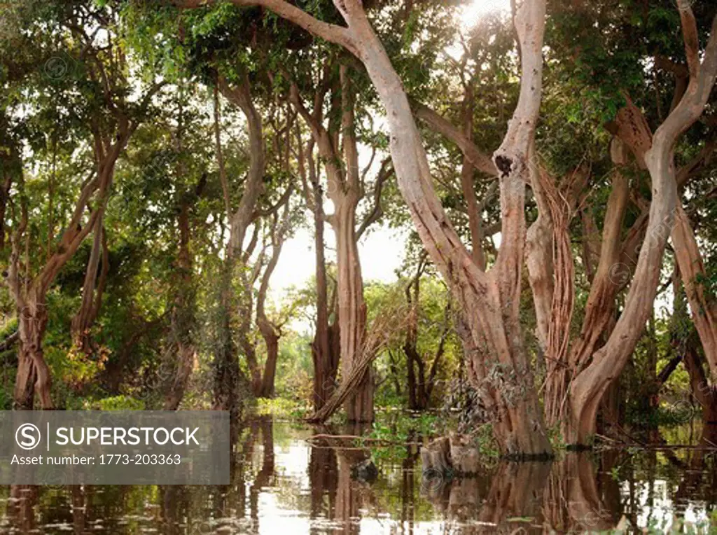The Flooded Forest near the floating village of Kompong Phluk on the great Tonle Sap lake, Cambodia