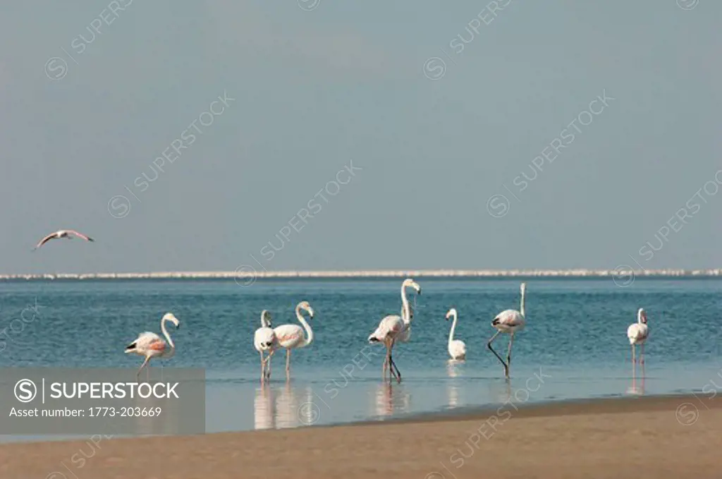 Greater Flamingoes in the water at Walvis Bay, Namibia