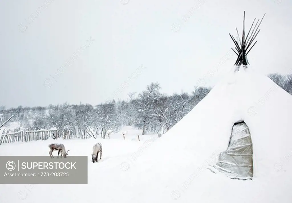 Reindeers graze outside a Sami lavvu, a traditional, temporary tent, in Kirkeness, Finnmark region, northern Norway