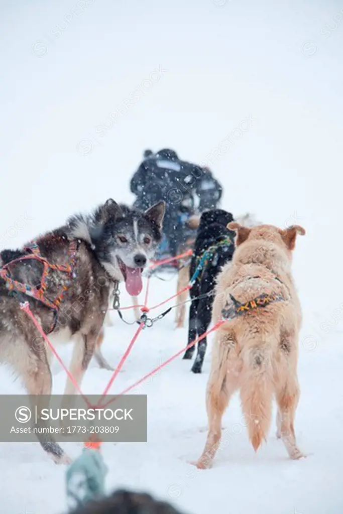 Huskies pull a sleigh through deep snow in Spitsbergen. Spitsbergen is the largest island of the arctic archipelago Svalbard, of Norway