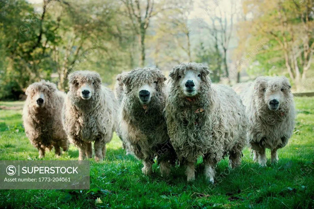 Sheep on Dartmoor, England