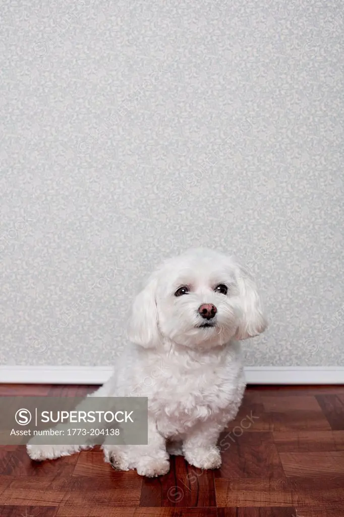 Portrait of a maltese dog