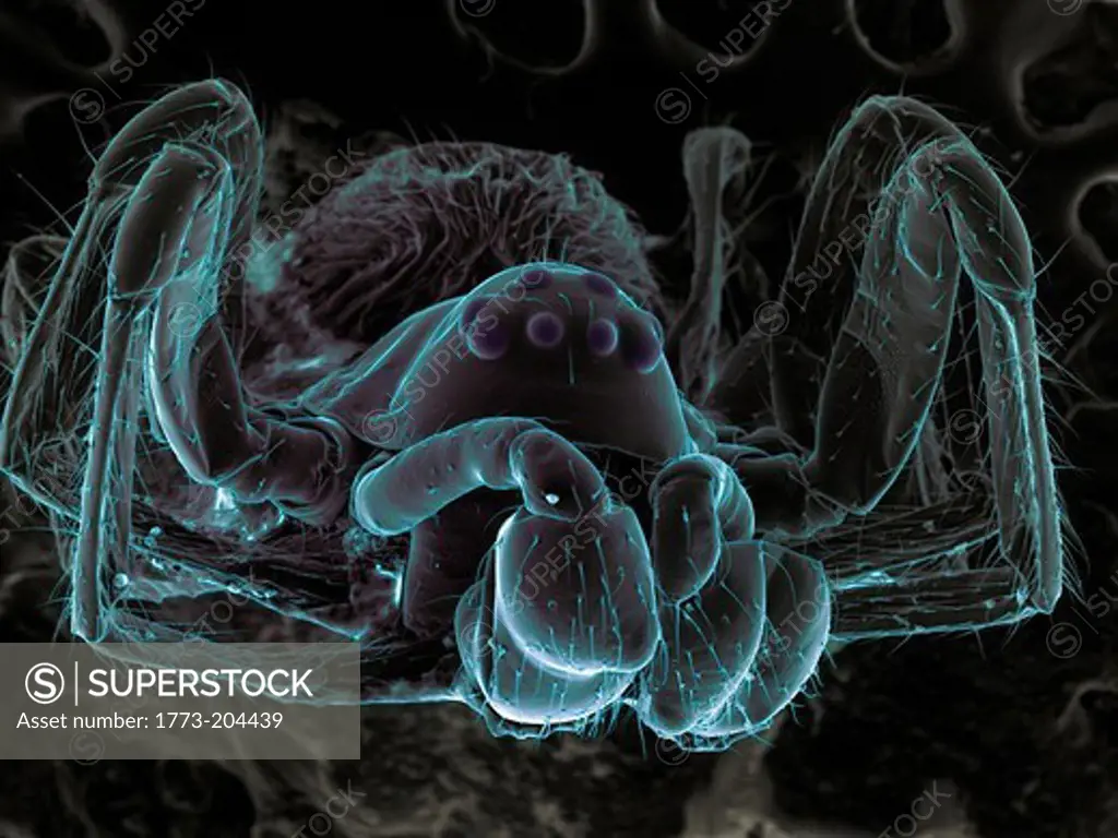 High vacuum SEM image of very small spider (frontal view larger magnification)