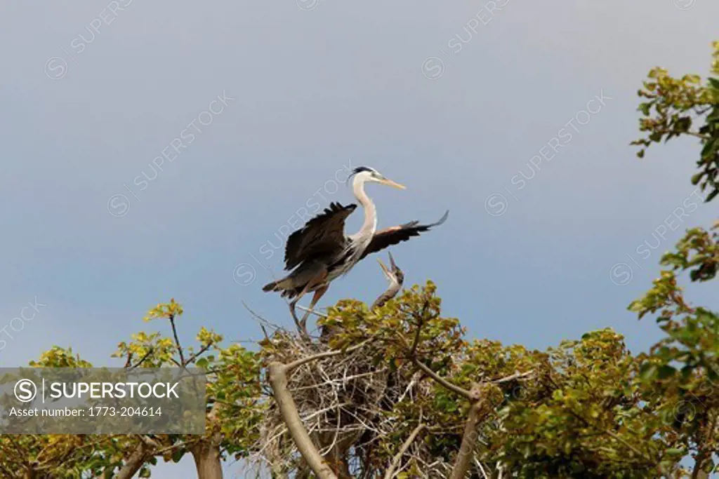 Male great blue heron in tree