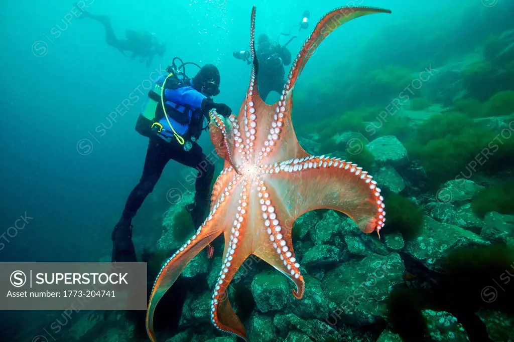 Divers and Giant Pacific Octopus (Enteroctopus dofleini), Sea of Japan