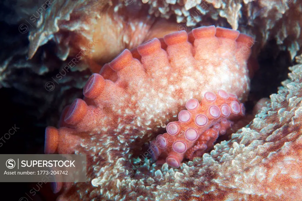 Giant Pacific Octopus, close up, Sea of Japan
