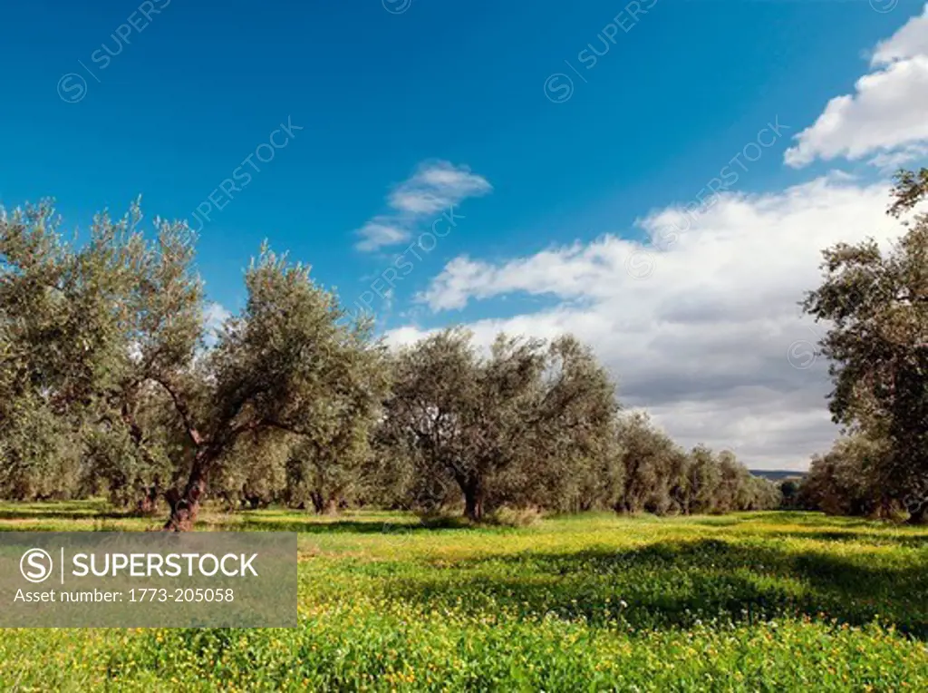 Olive groves near the ancient Roman city of Dougga, a UNESCO World Heritage Site in northern Tunisia
