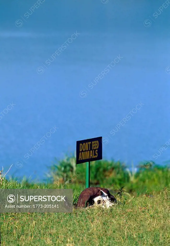 A buffalo skull in the grass by a lake in the Serengeti National Park in Tanzania