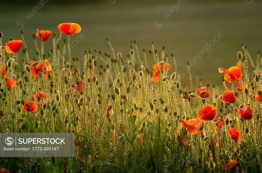 Poppies in a field in the English countryside, UK