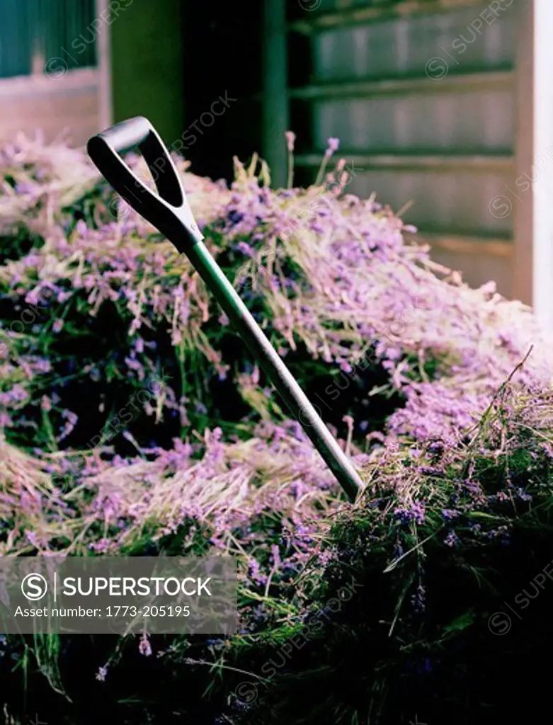 A spade in a pile of harvested lavender, England, UK