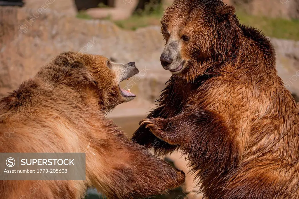 Two grizzly bears playfighting