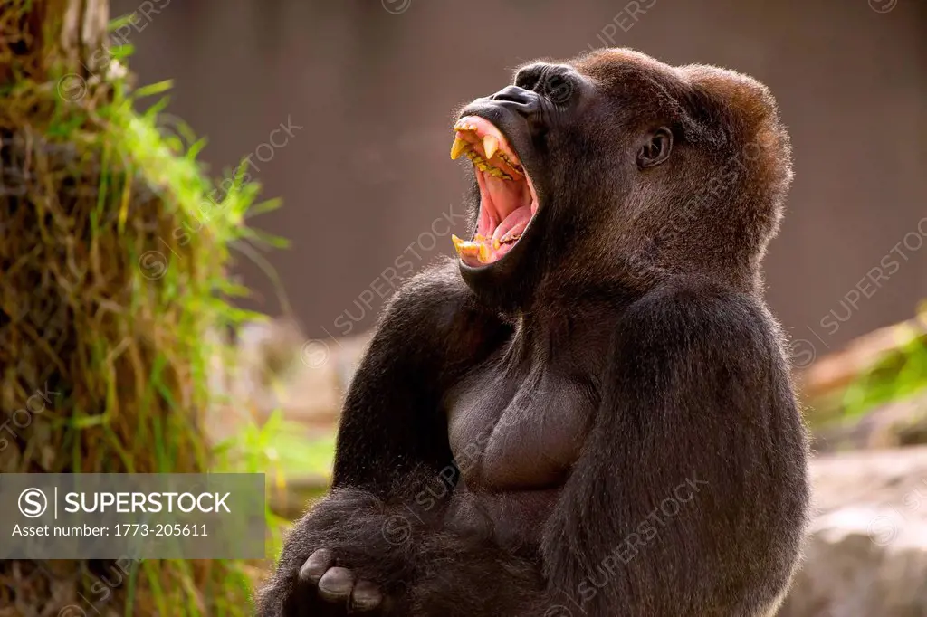 Western Lowland Gorilla yawning