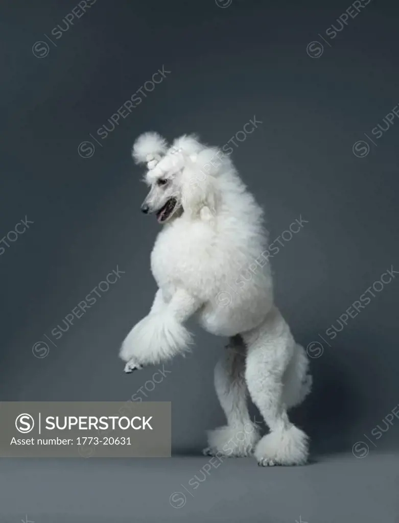 White poodle standing on hind leg