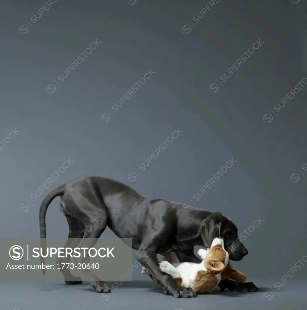 Big dog playing with small dog
